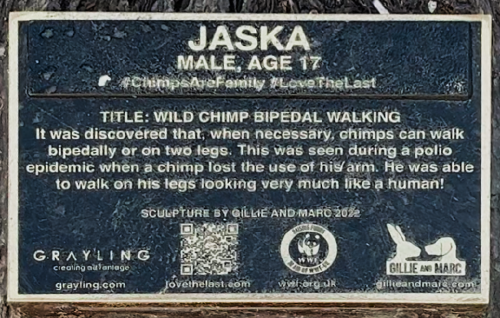 Jaska. Male, Age 17. #ChimpsAreFamily #LoveTheLast Title: Wild Chimp Bipedal Walking. It was discovered that, when necessary, chimps can walk bipedally or on two legs. This was seen during a polio epidemic when a chimp lost the use of his arm. He was able to walk on his legs looking very much like a human! Sculpture by Gillie and Marc 2022.