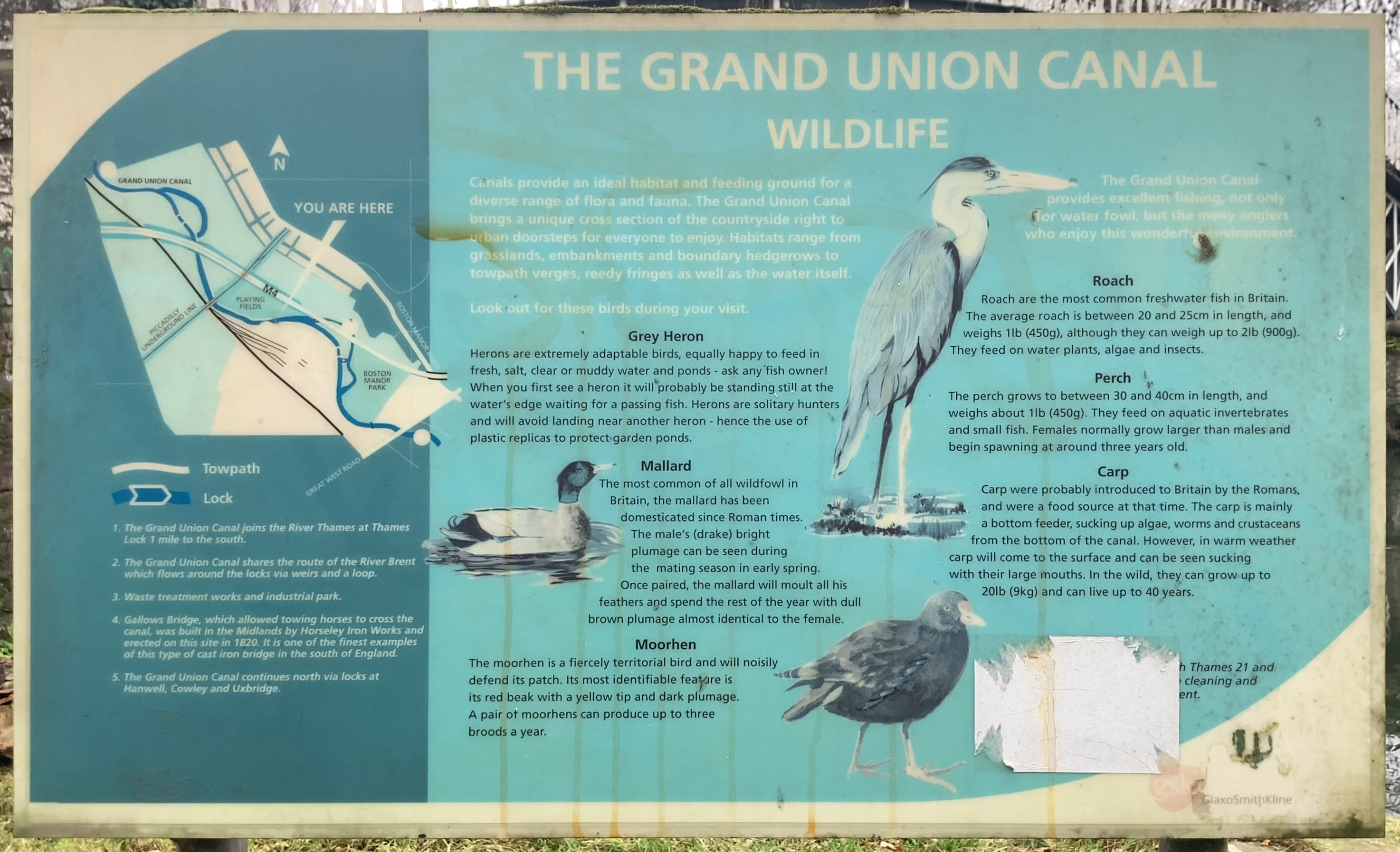 Grand Union Canal Wildlife